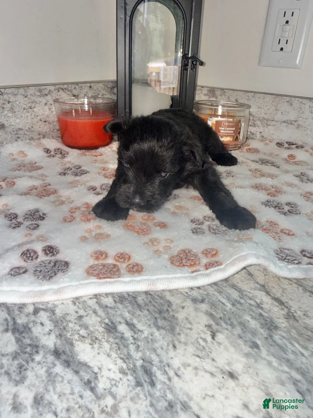 Miniature Schnauzer dogs for sale: Black male - Ad 2