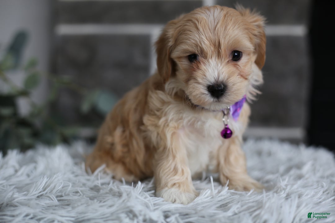 Maltipoo dogs for sale: Evie - Ad 5