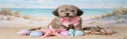Maltipoo dogs for sale: BABY - Ad 2