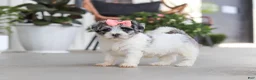 Havapoo dogs for sale: Cuddles  - Ad 6