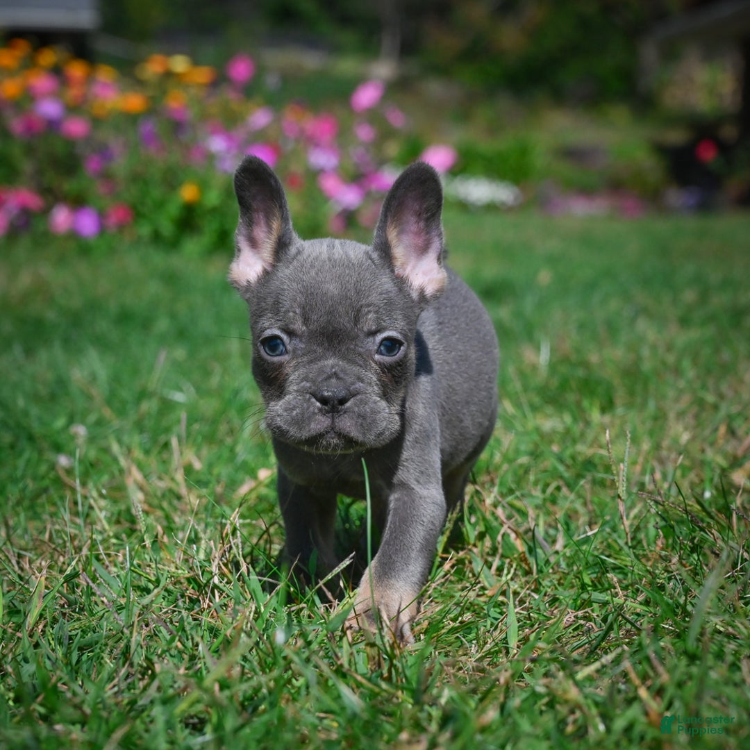 French Bulldog dogs for sale: Charlie - Ad 8