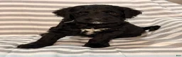 Mixed Breed dogs for sale: Bluey - Ad 4