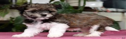 Havanese dogs for sale: Angela - Ad 3