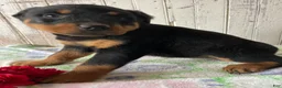 Rottweiler dogs for sale: Helga - Ad 2