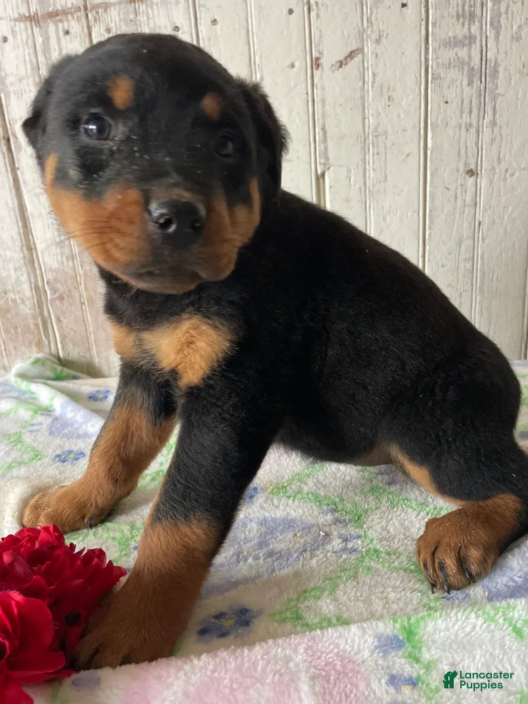 Rottweiler dogs for sale: Helga - Ad 2