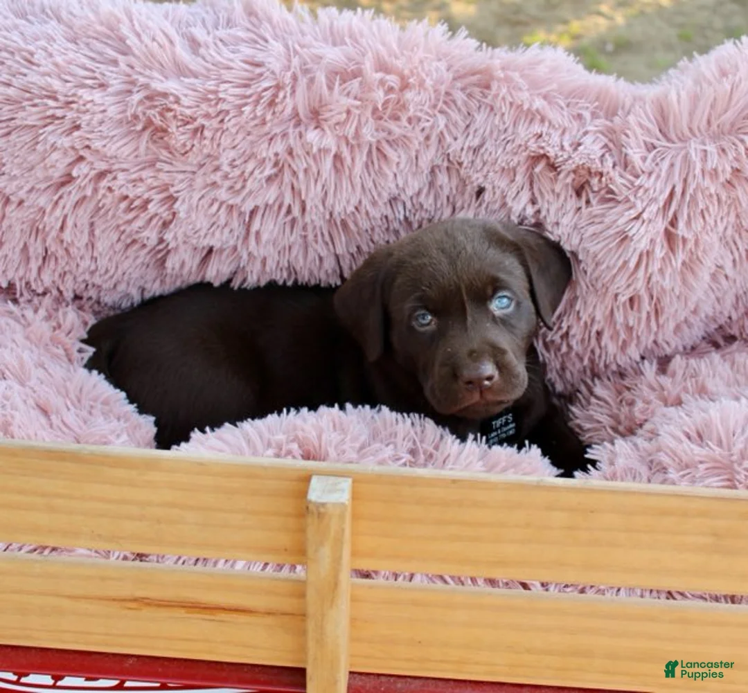 Labrador Retriever dogs for sale: Black Collar - Ad 3