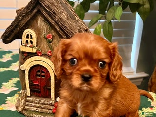 Cavalier King Charles Spaniel dogs Cavalier King Charles Spaniel Puppy 1- Cupid - Ad 7