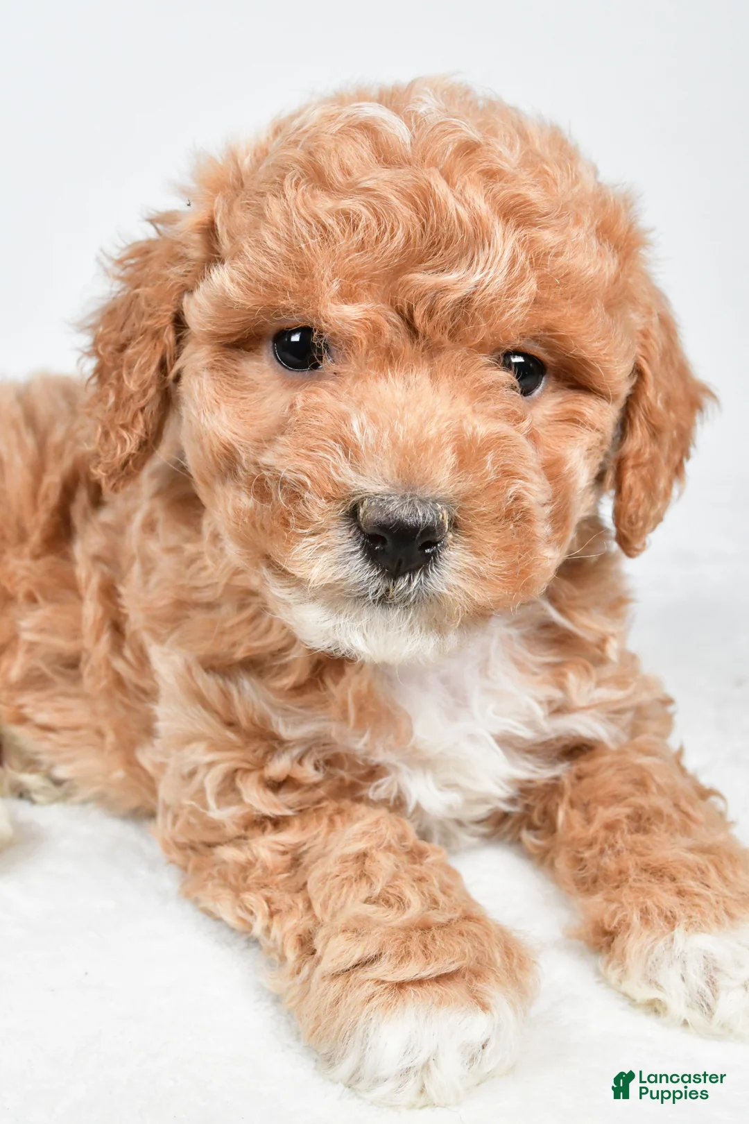 Maltipoo dogs for sale: Sammy - Ad 1