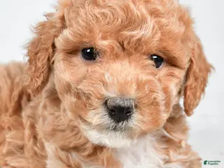 Maltipoo dogs for sale: Sammy - Ad 3