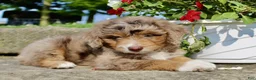 Mini Aussiedoodle dogs for sale: Clyde - Ad 5