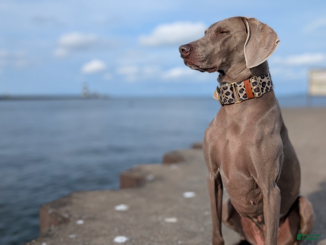 Weimaraner dogs for sale: Pacer - Ad 4