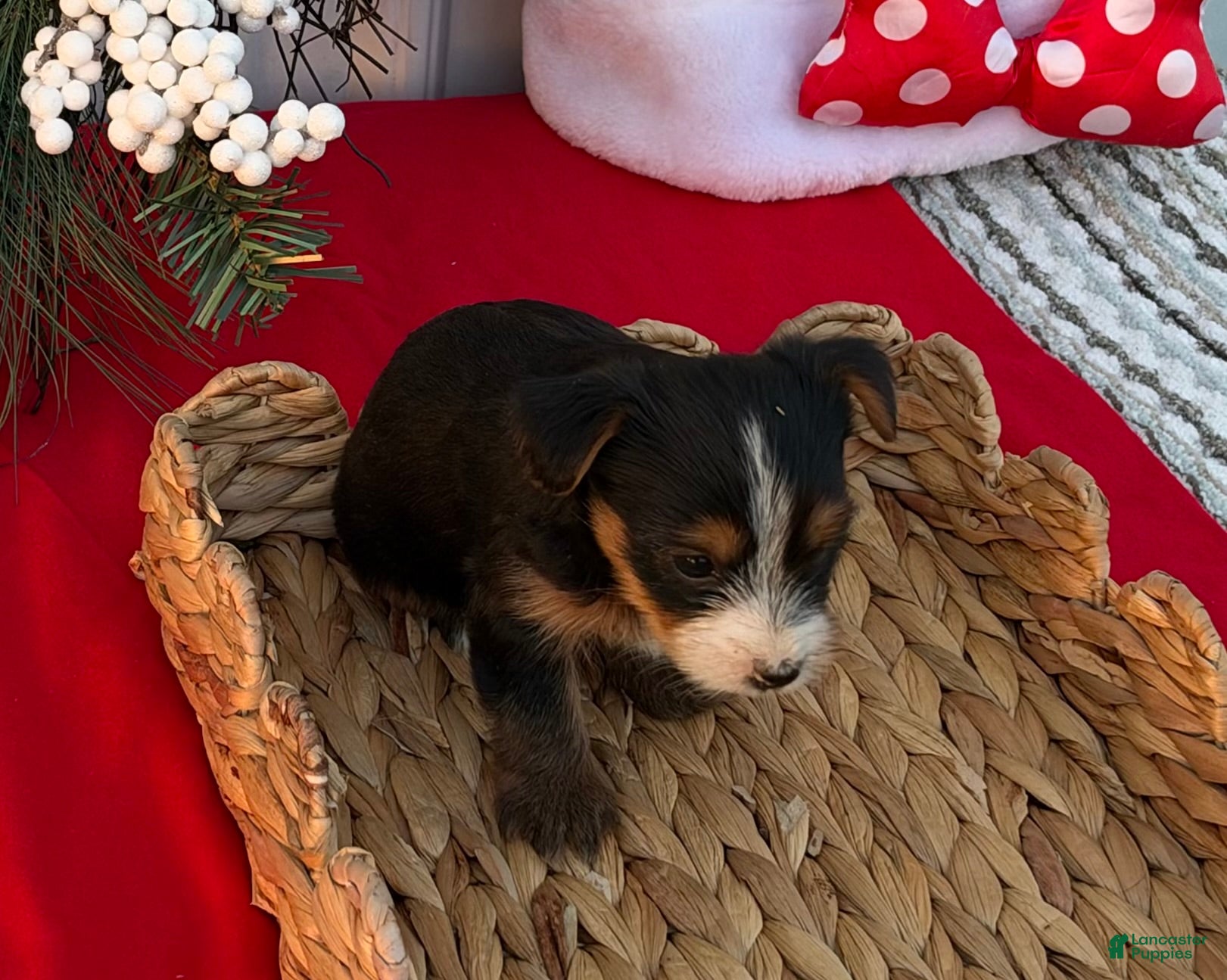Yorkshire Terrier dogs for sale: Yorkshire Terrier 5 - Ad 14