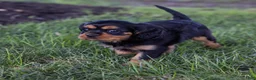 Cavalier King Charles Spaniel dogs for sale: Waldo - Ad 11