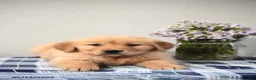 Golden Retriever dogs for sale: Dustin - Ad 2