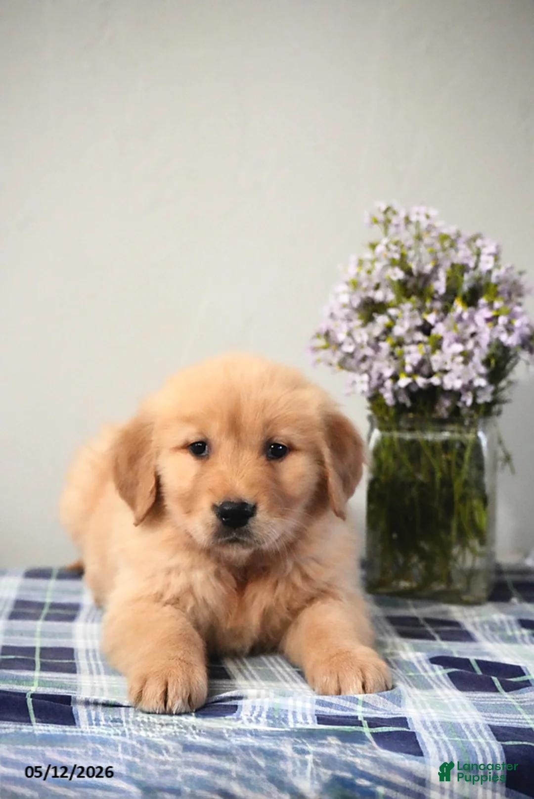 Golden Retriever dogs for sale: Dustin - Ad 2