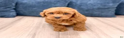 Miniature Poodle dogs for sale: Goldie - Ad 3
