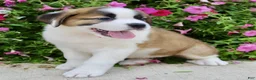 Saint Bernard dogs for sale: Loretta - Ad 3