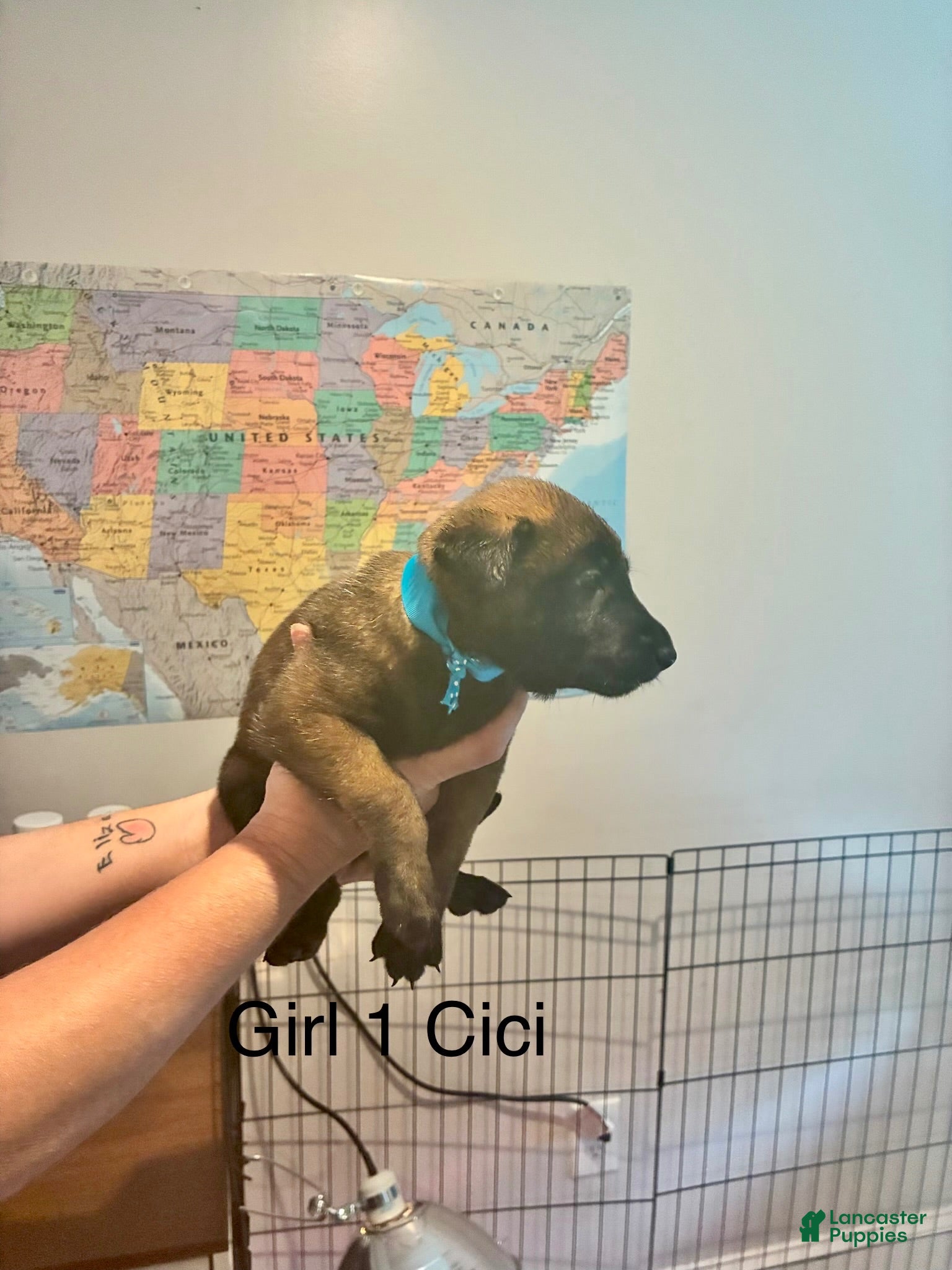 Belgian Malinois dogs Belgian Malinois 11 - Ad 41