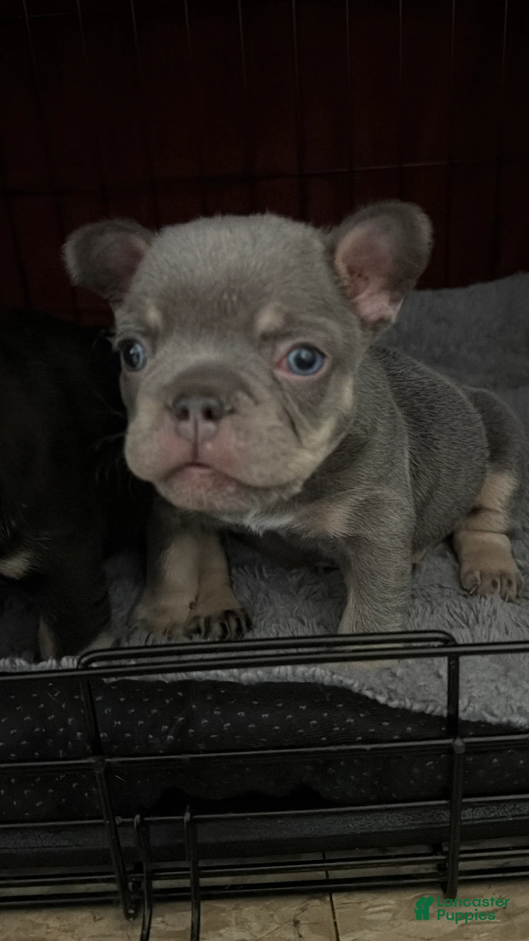 French Bulldog dogs for sale: French Bulldog Puppy 1 - Ad 2