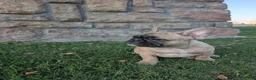 French Bulldog dogs for sale: French Bulldog Girl - Ad 6