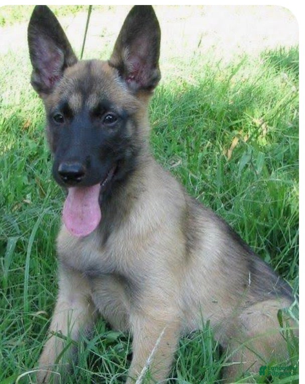 Belgian Malinois dogs Belgian Malinois Puppy 1 - Ad 2