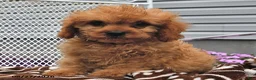 Cavapoo dogs for sale: Clifford - Ad 4