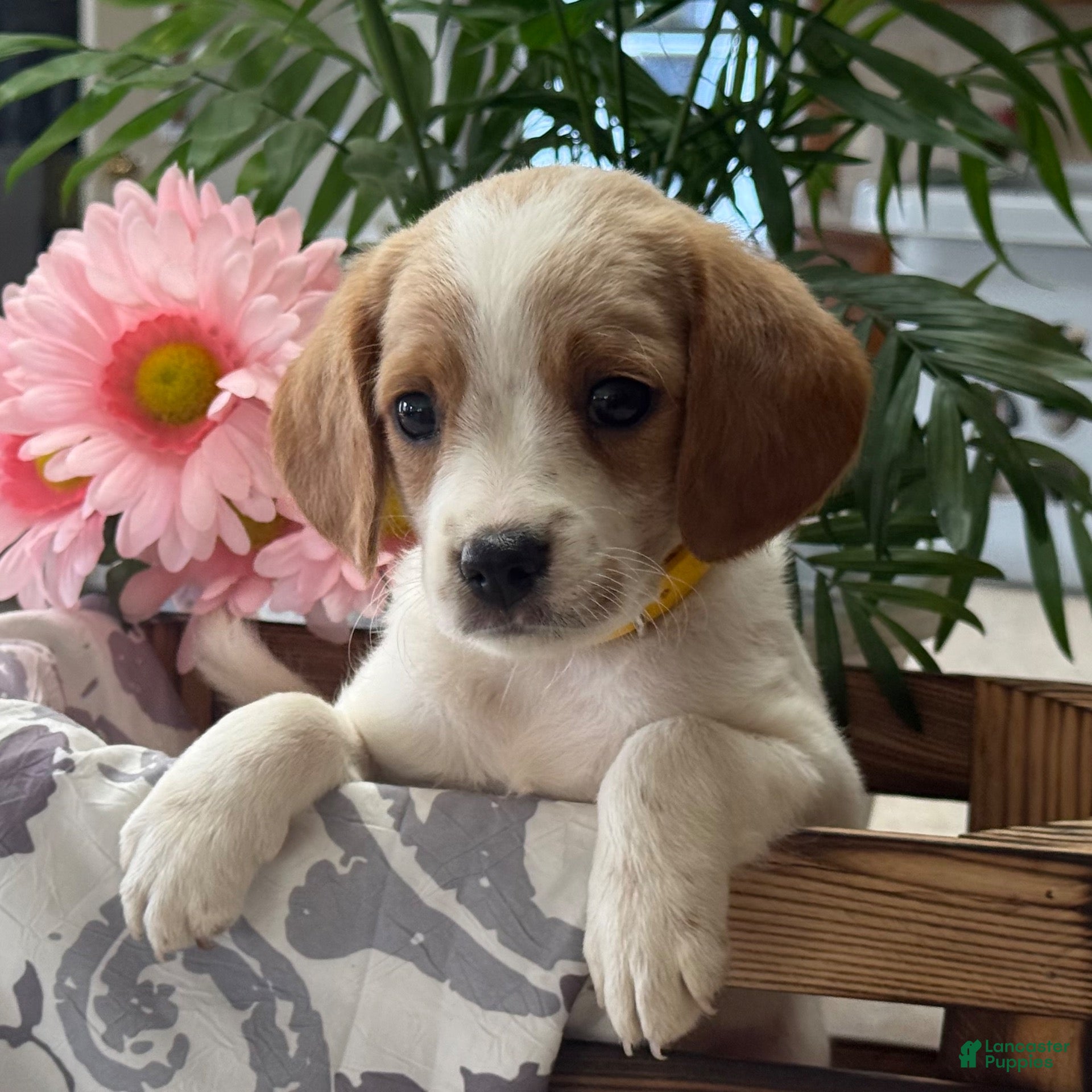 Mixed Breed dogs Misty - Ad 2