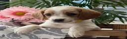 Mixed Breed dogs for sale: Misty - Ad 2