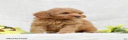 Mini Goldendoodle dogs for sale: Leon - Ad 15