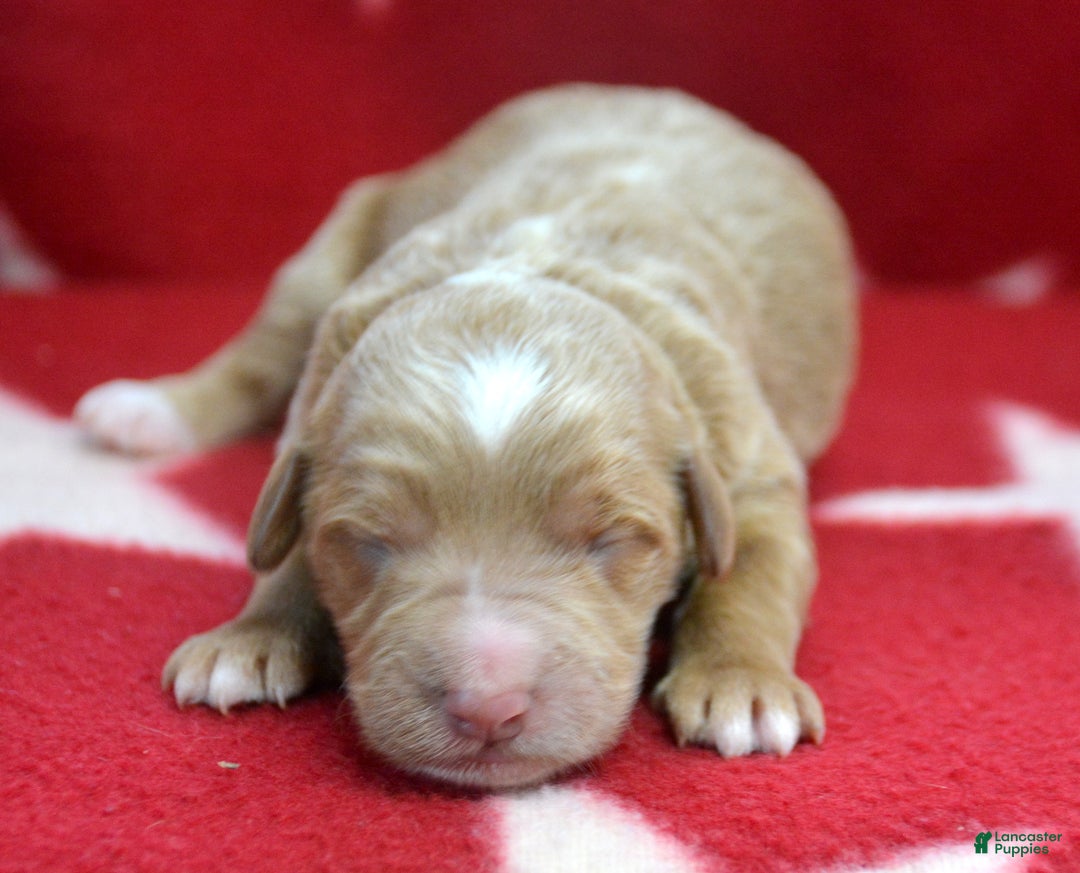 Mini Goldendoodle dogs for sale: Micro Goldendoodle Puppy 1 Don - Ad 1