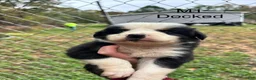 Mixed Breed dogs for sale: Mixed Breed 1 - Ad 2