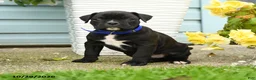 Boxer dogs for sale: Gunner - Ad 1