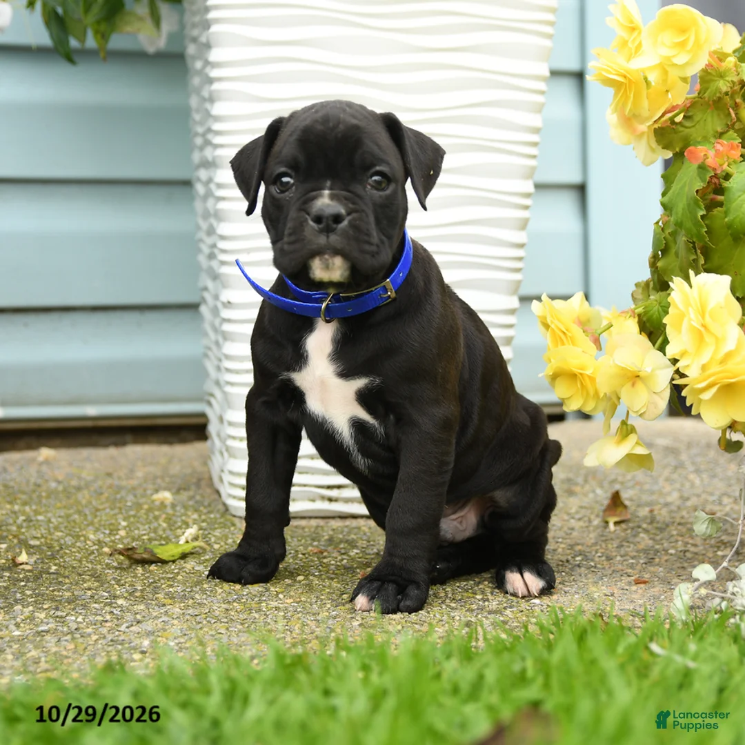 Boxer dogs for sale: Gunner - Ad 1