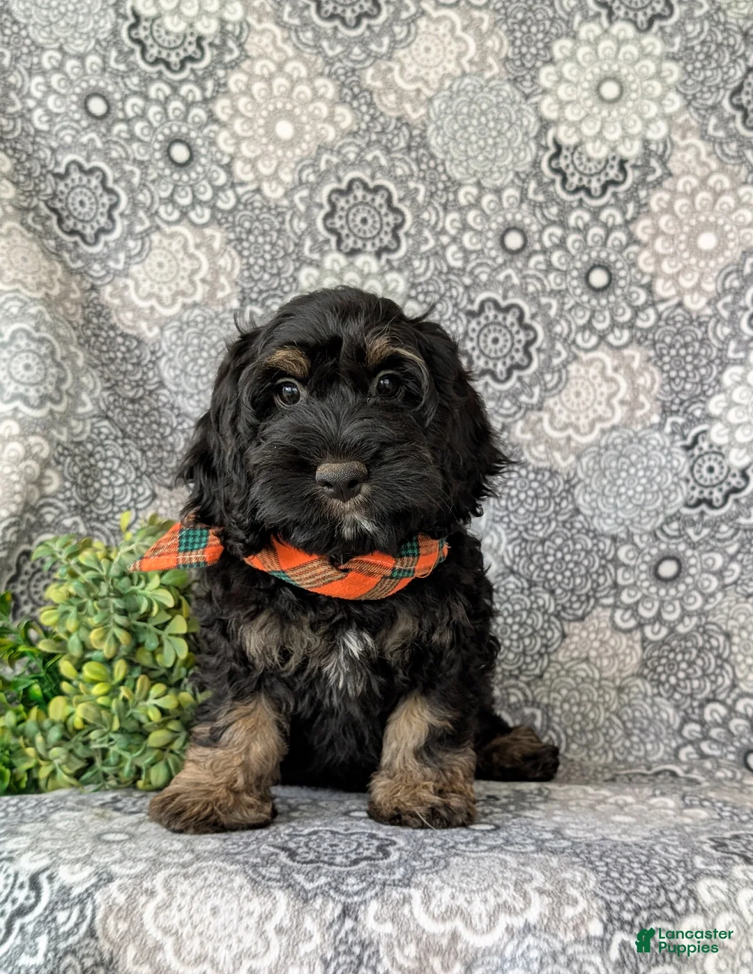 Cockapoo dogs for sale: Adrian - Ad 2