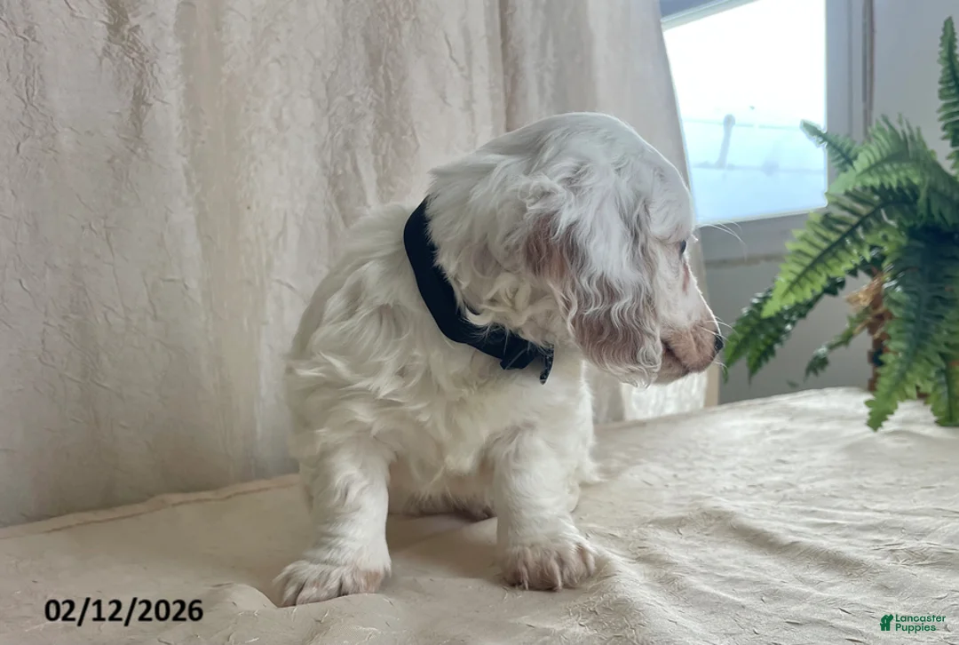 Miniature Dachshund dogs for sale: Valentine - Ad 10