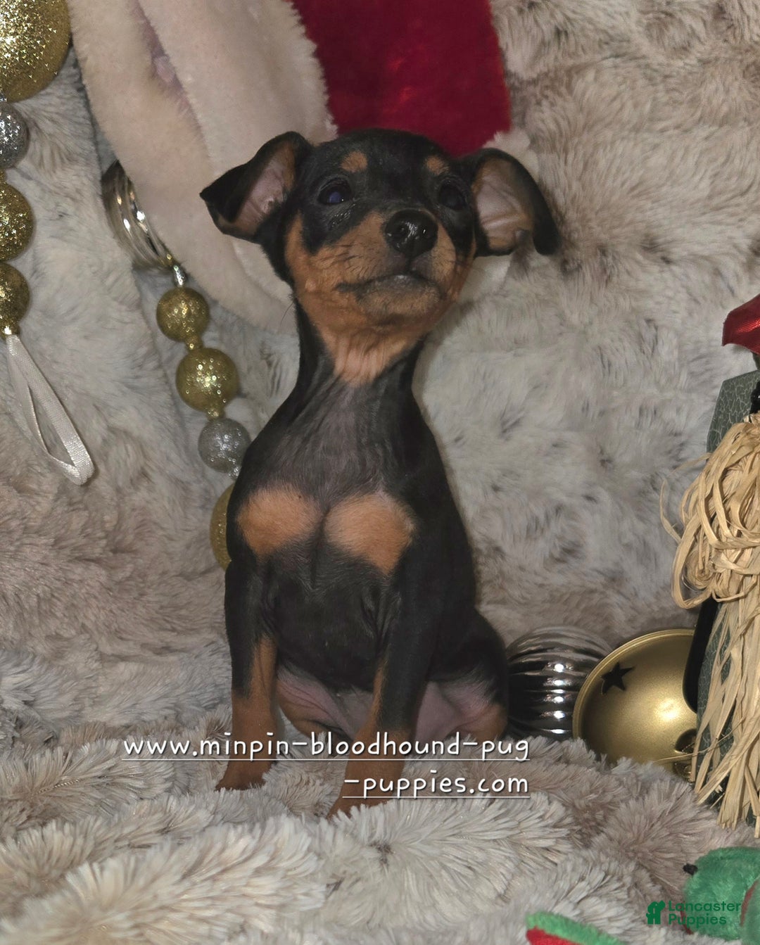 Miniature Pinscher dogs for sale: Rory black and rust  - Ad 5