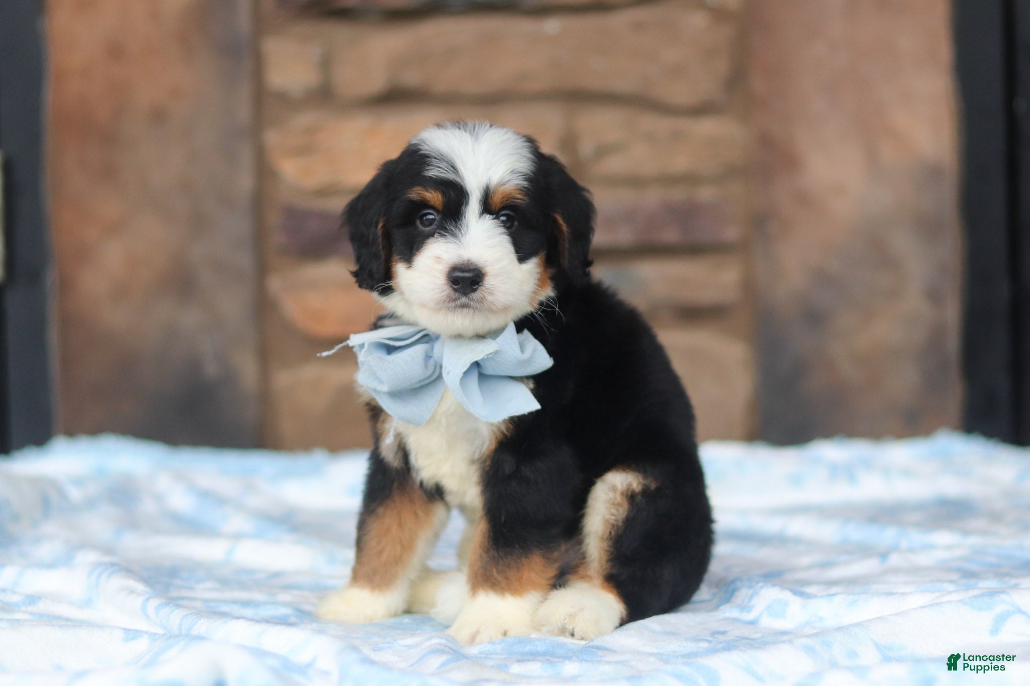 Mini Bernedoodle dogs for sale: Max - Ad 2