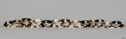 Australian Shepherd dogs for sale: Tipsy - Ad 8