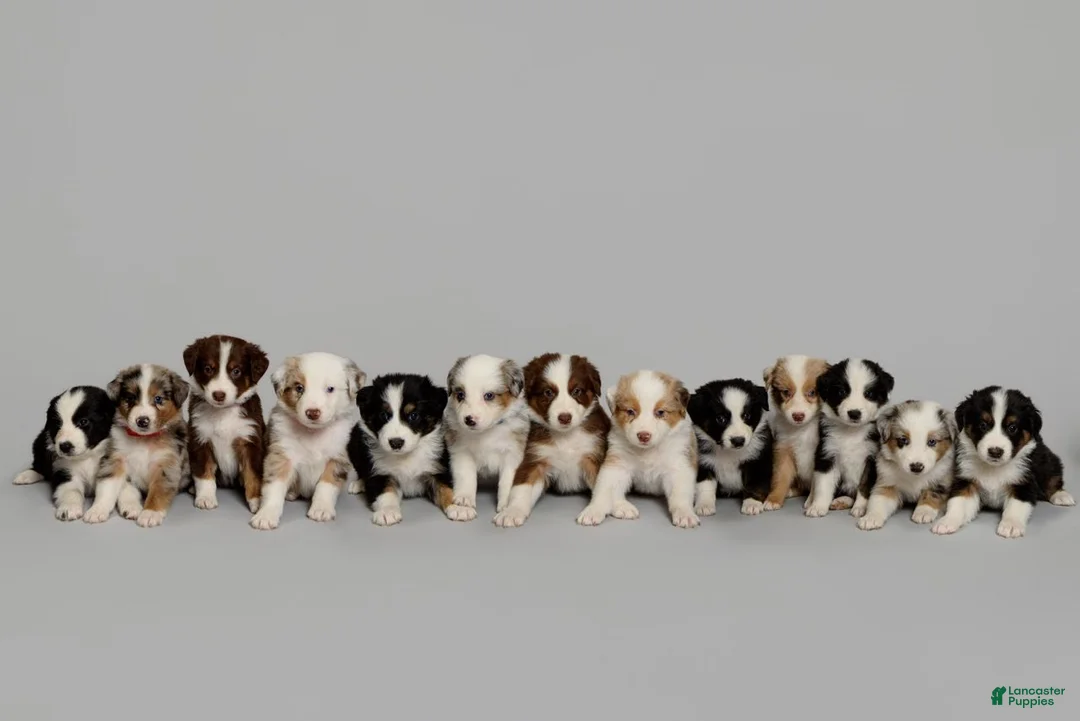 Australian Shepherd dogs for sale: Tipsy - Ad 8