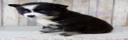 Pomsky dogs for sale: Bella - Ad 6