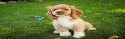 Cocker Spaniel dogs for sale: Atlas Cocker Spaniel  - Ad 8