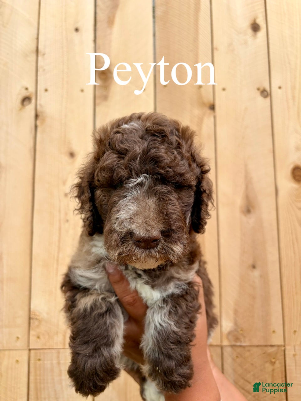 Mixed Breed dogs Peyton - Ad 1