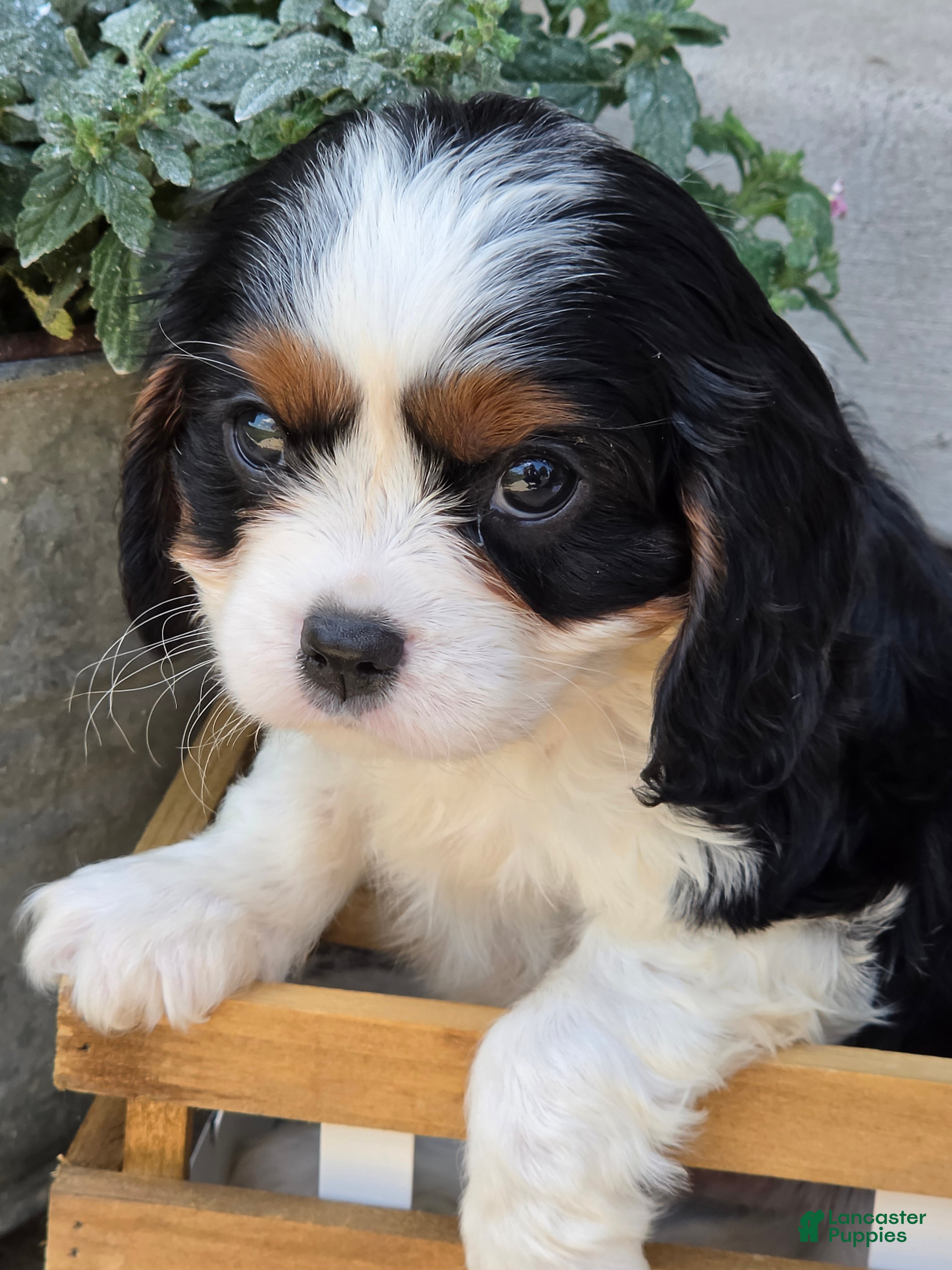 Cavalier King Charles Spaniel dogs Beau - Ad 2