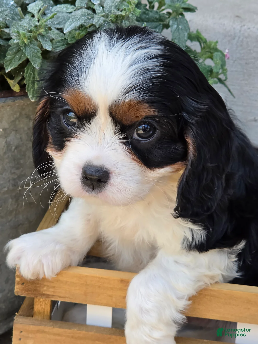 Cavalier King Charles Spaniel dogs for sale: Beau - Ad 2