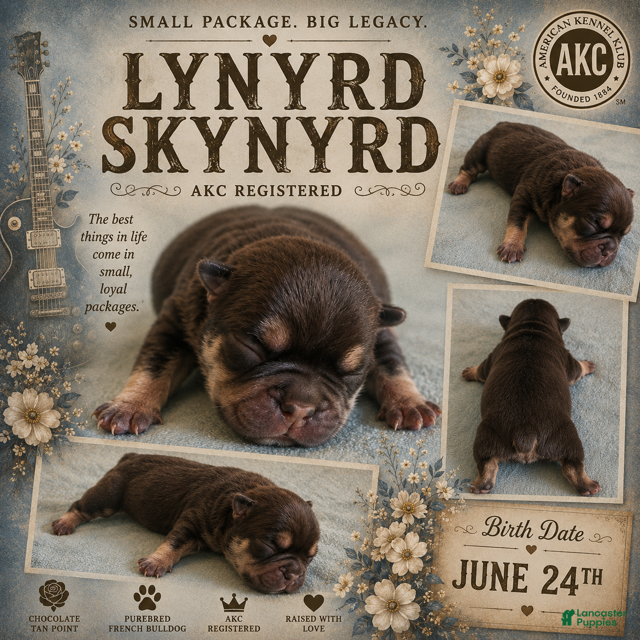 French Bulldog dogs Lynyrd Skynyrd - Ad 36