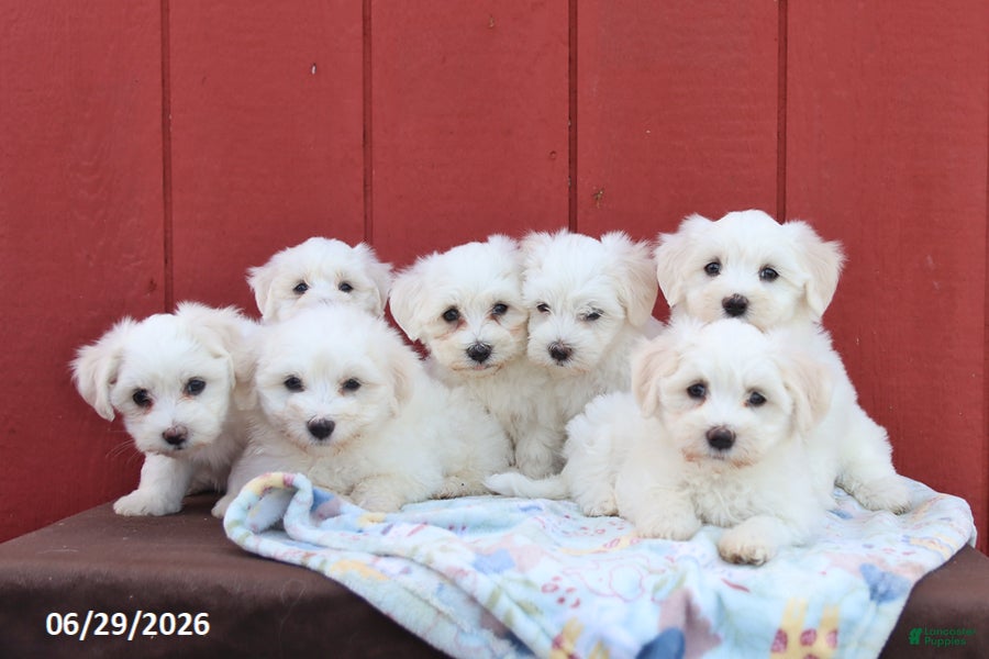 Maltese dogs Nipper - Ad 2