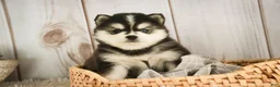 Pomsky dogs for sale: Sterling - Ad 4