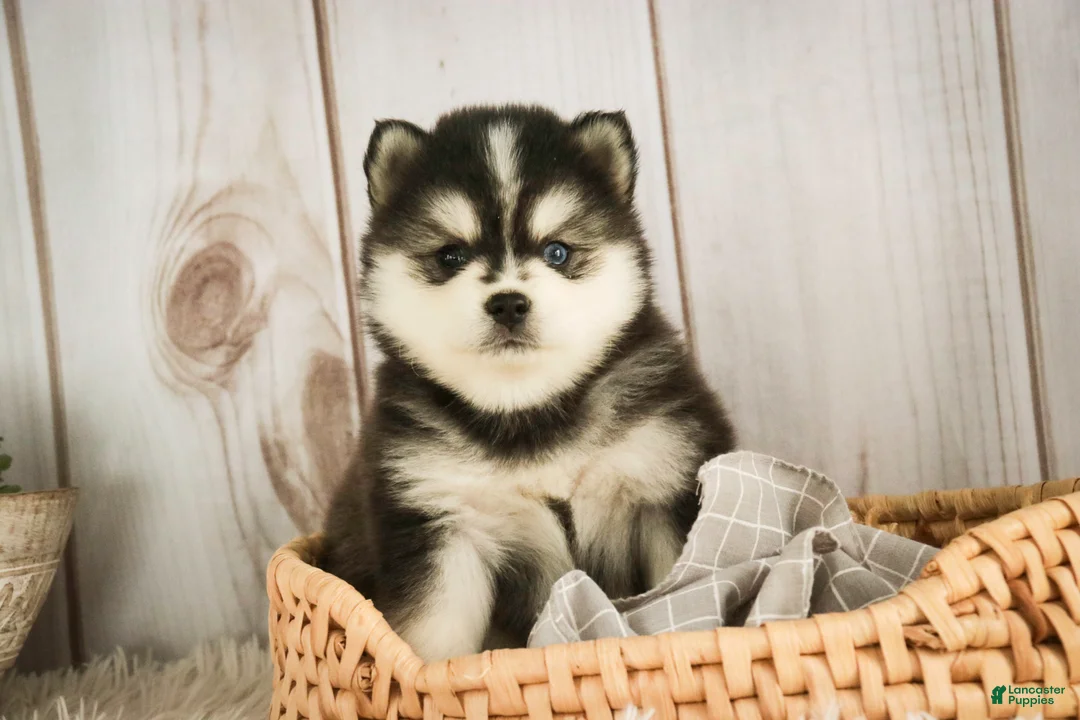 Pomsky dogs for sale: Sterling - Ad 4