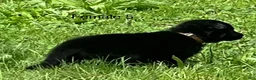 German Shepherd dogs for sale: German Shepherd 3 - Ad 19