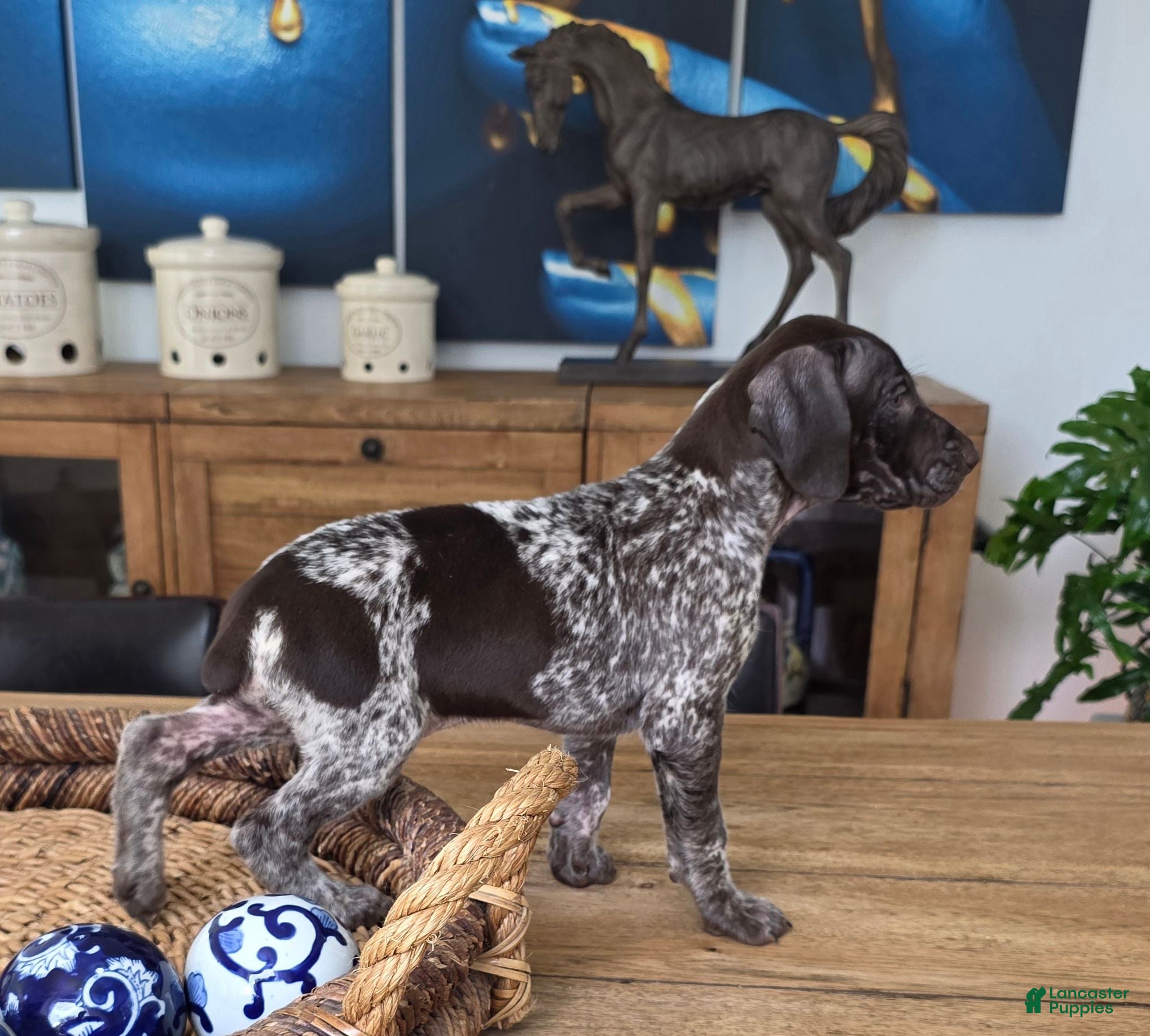 German Shorthaired Pointer dogs German Shorthaired Pointer 1 - Ad 2